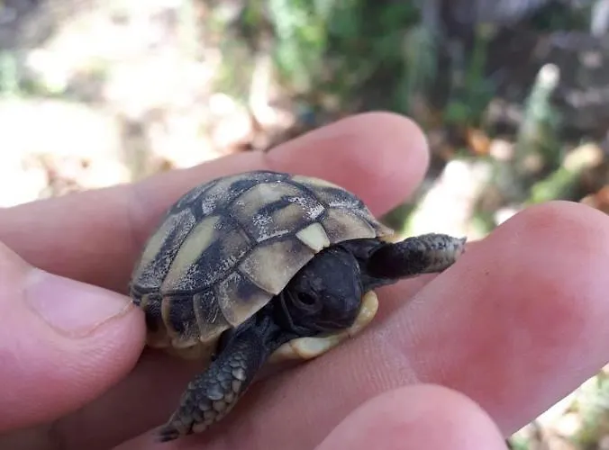 Tenuta Filippi Bed & Breakfast