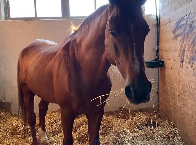 Tenuta Filippi Bed & Breakfast